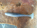 Alewife
